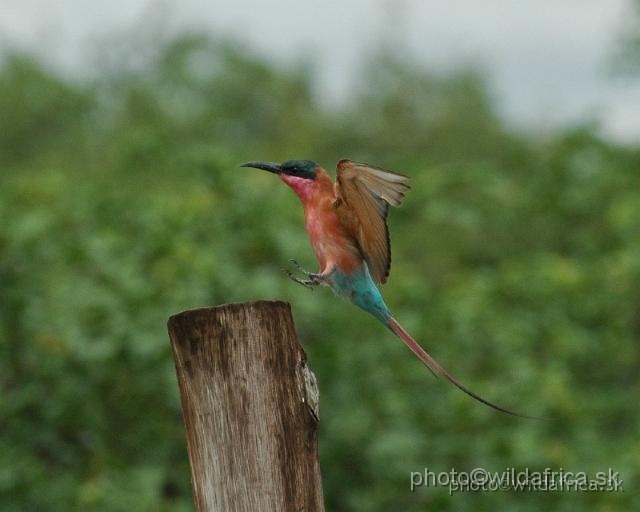 puku rsa 139.jpg - Southern Carmine Bee-eater (Merops nubicoides)